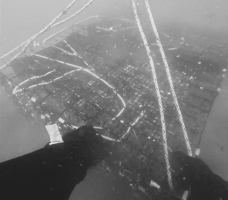 Diver checking cage underwater