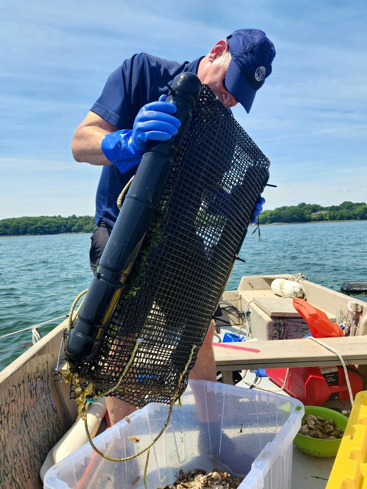 Cleaning and splitting oyster bags