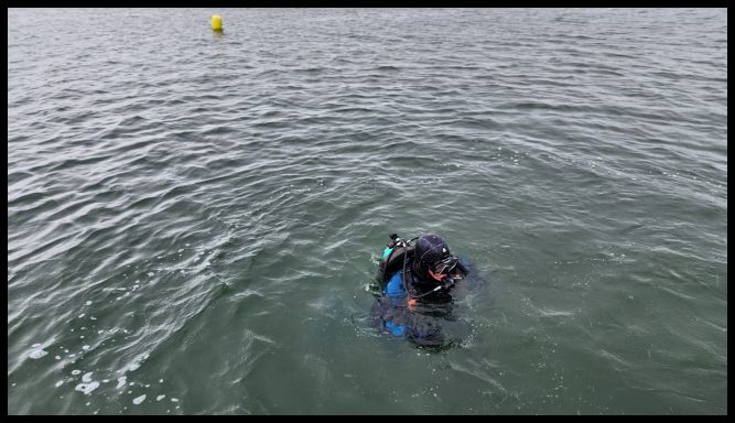 Diver dispersing oysters on the bottom
