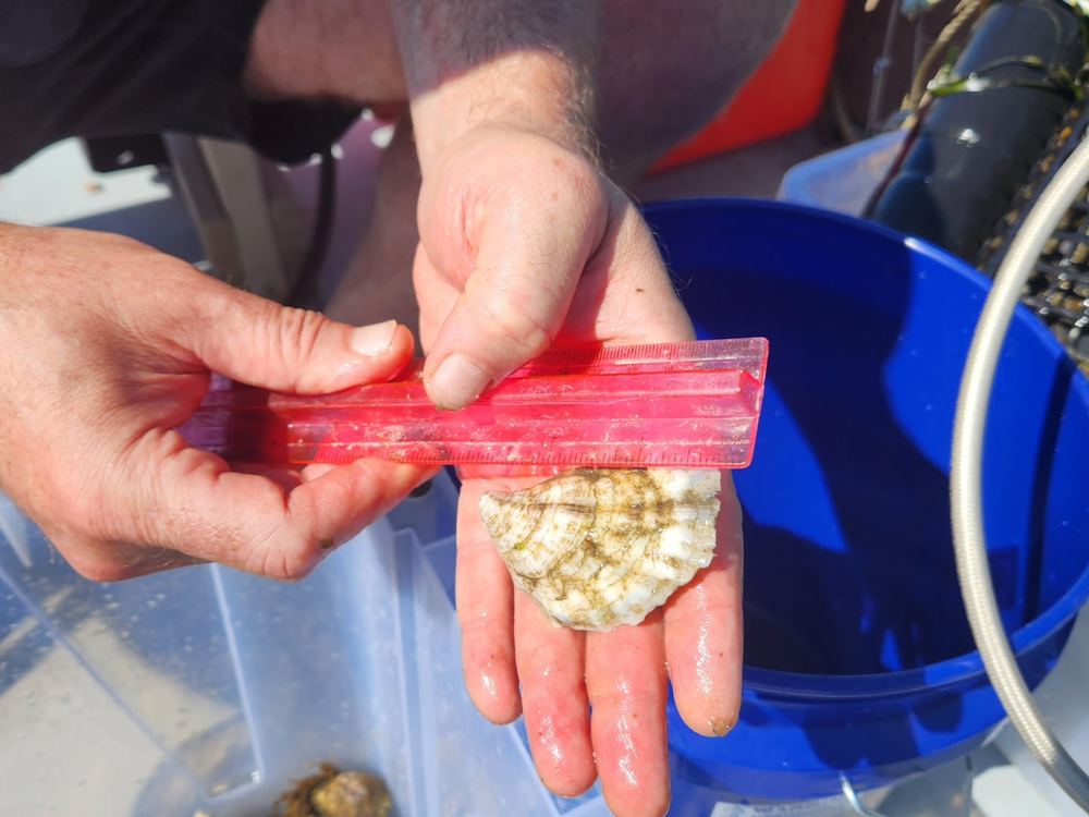 Grading oysters by size