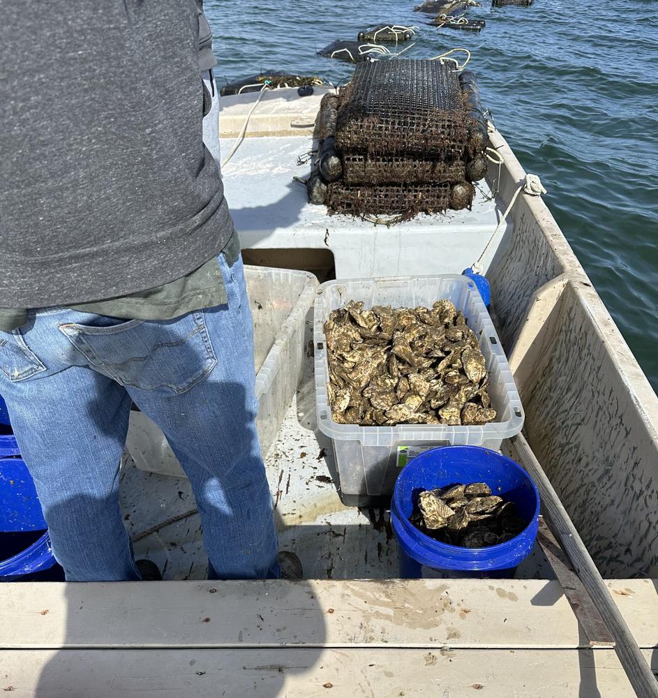 Harvesting oysters