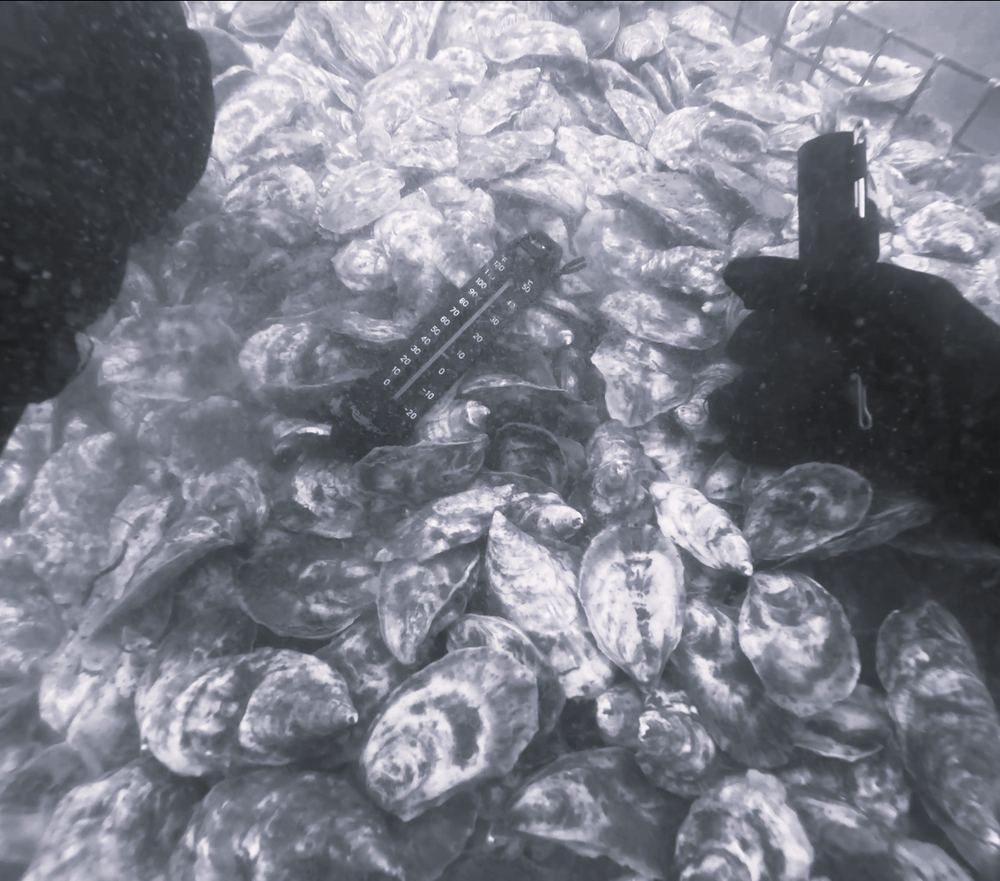 Measuring oysters underwater