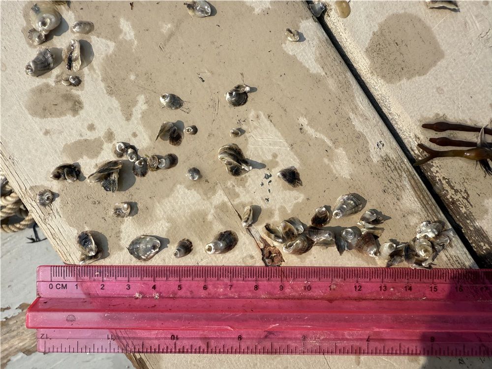 Oyster seed in mid August larger size