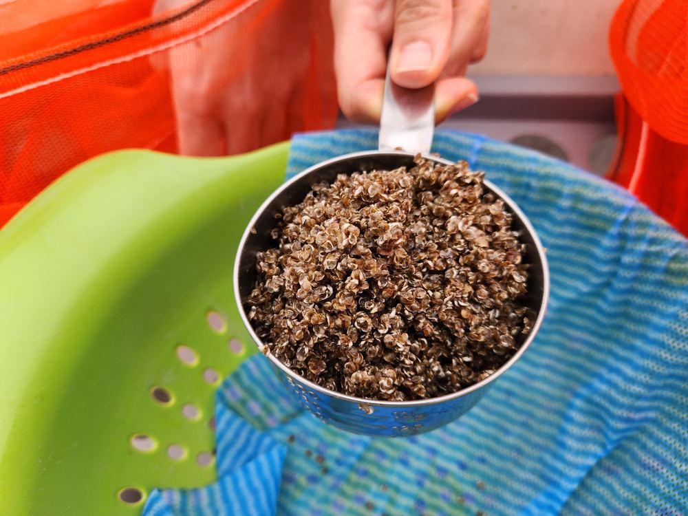 Oyster seed close-up in hand
