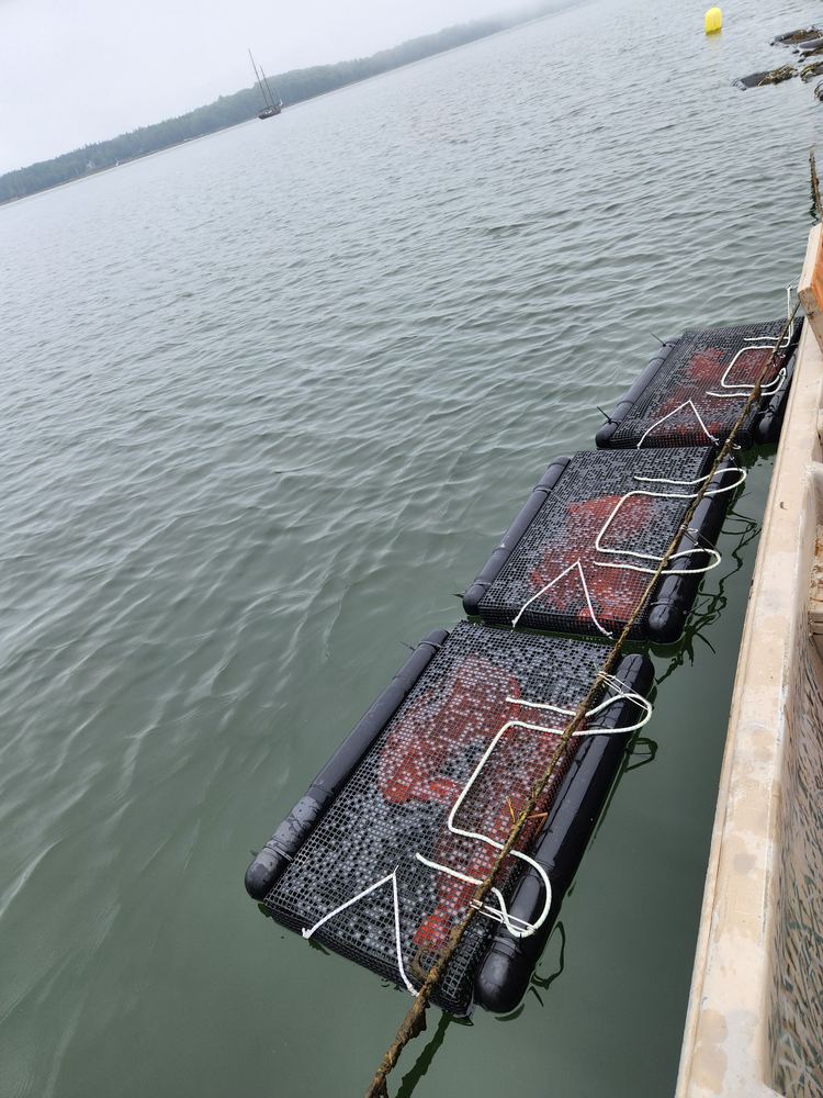 Floating bags on the long-line