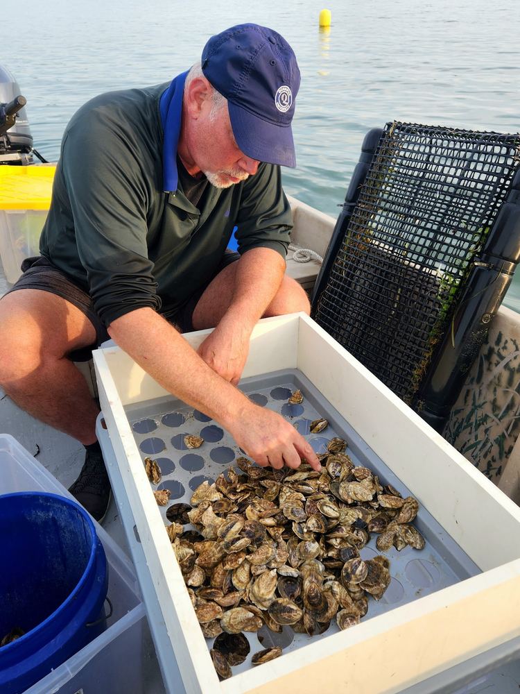 Sorting oysters in a tray
